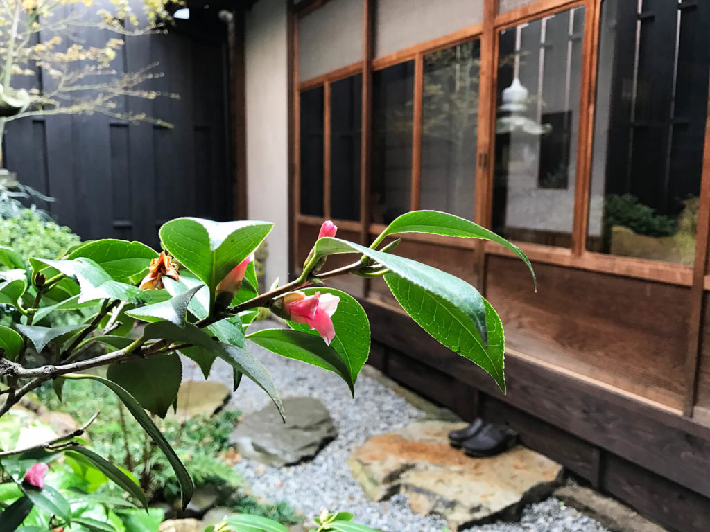 もうすぐ咲きそう