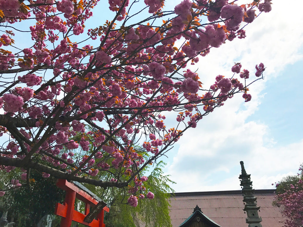 途中によった神社の桜