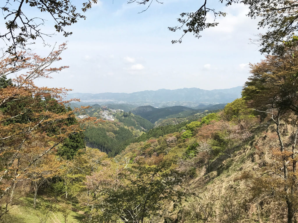 中千本の桜の見頃の時期は過ぎていた