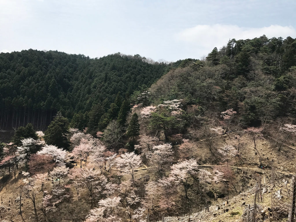 西行庵を見下ろす