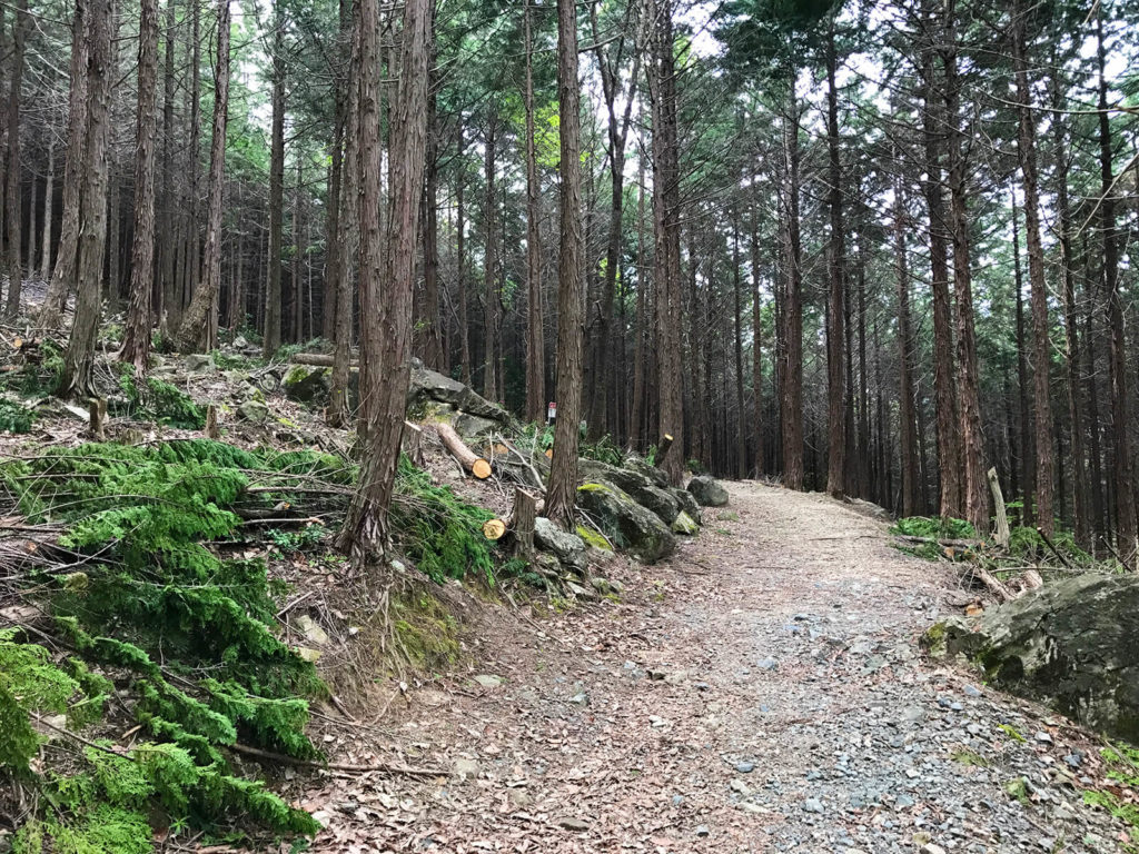 歩きやすそうな山道